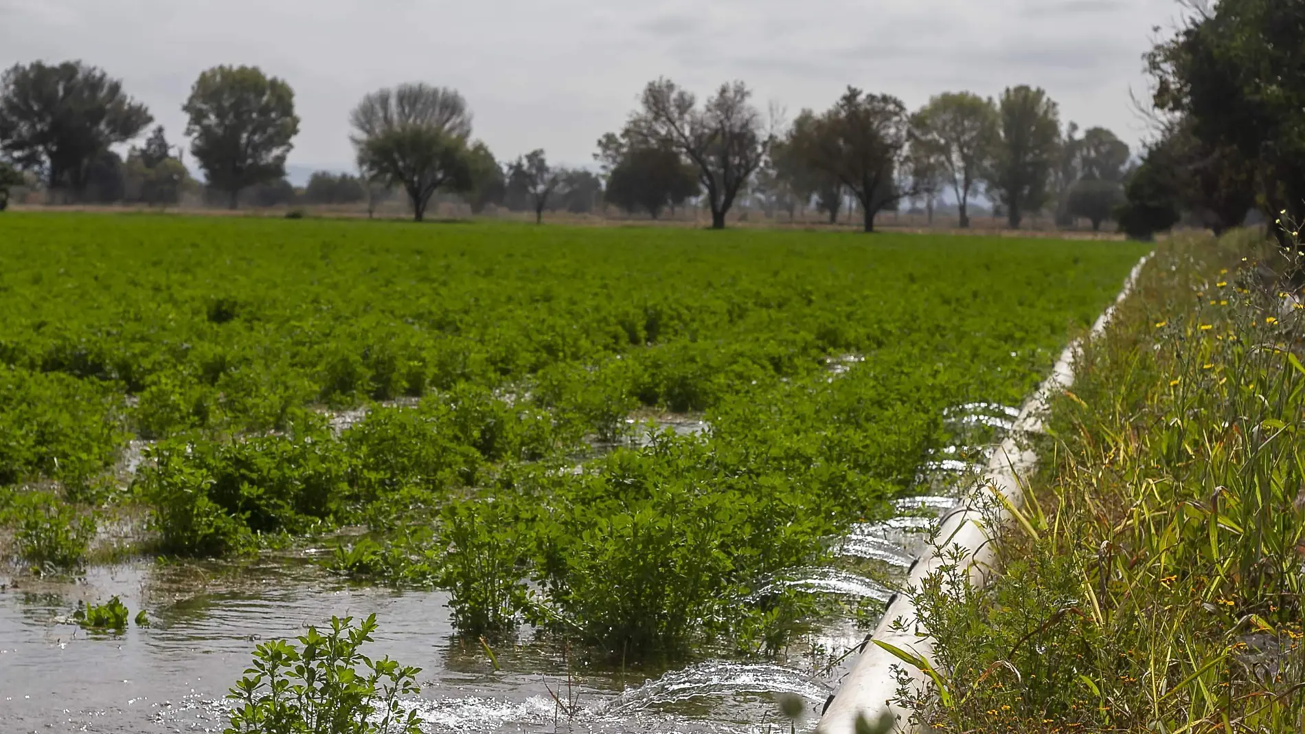 Introducirán riego por goteo para generar uso eficiente de agua en el campo de Quintanares. Foto César Ortiz